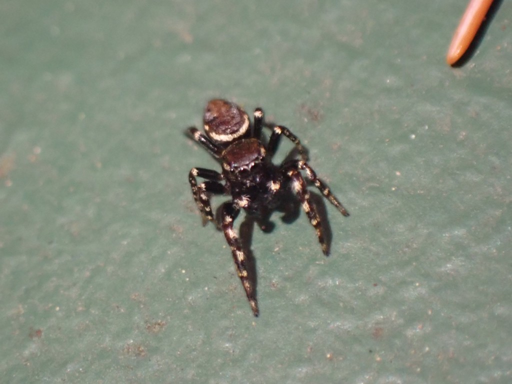 Pelegrina aeneola, California species