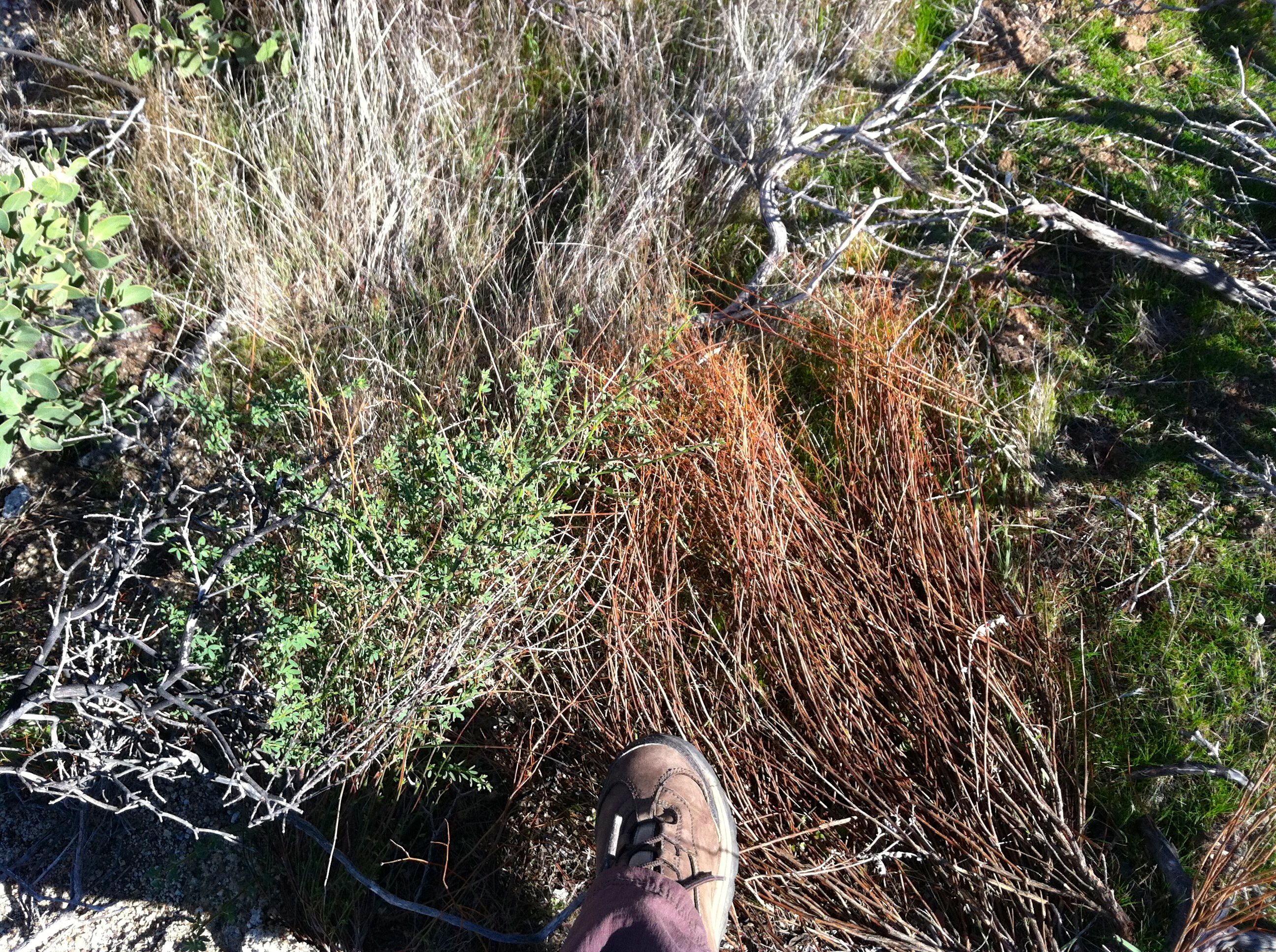Pellaea andromedifolia (Coffee fern), native California herb