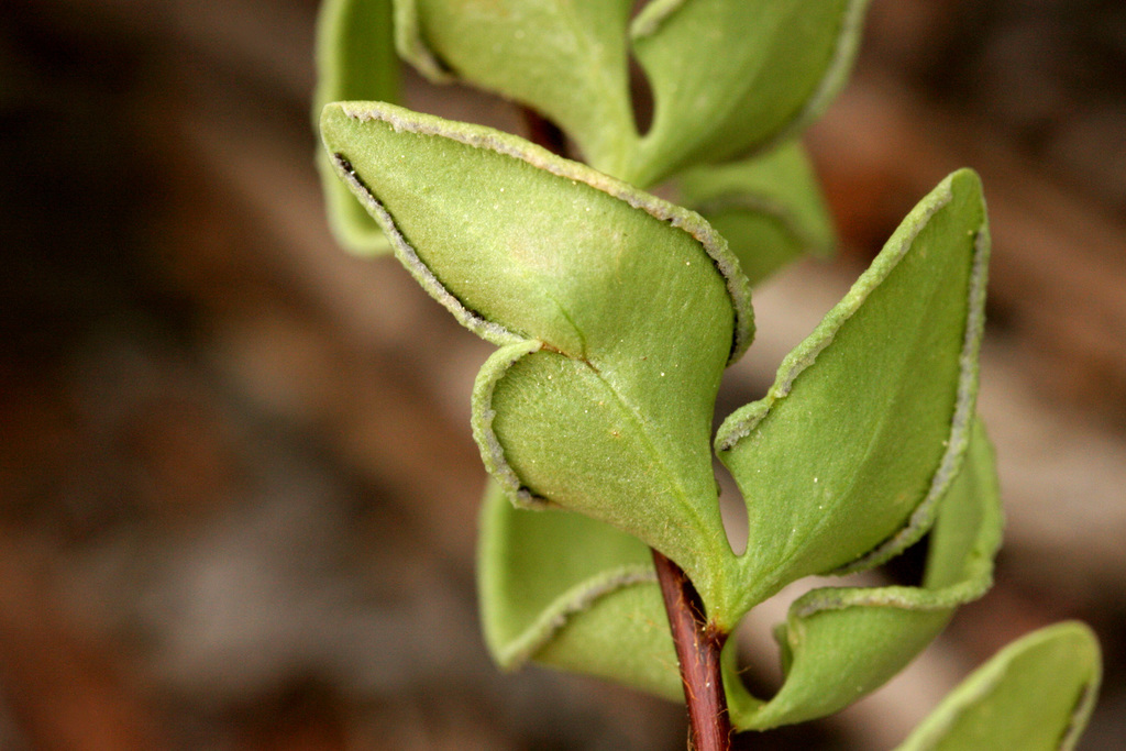 Pellaea breweri (Brewer's cliff-brake), native California herb