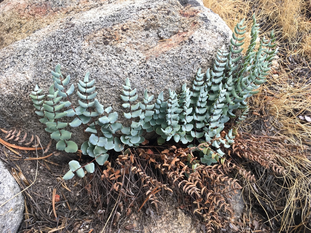 Pellaea bridgesii (Bridges' cliff-brake), native California herb