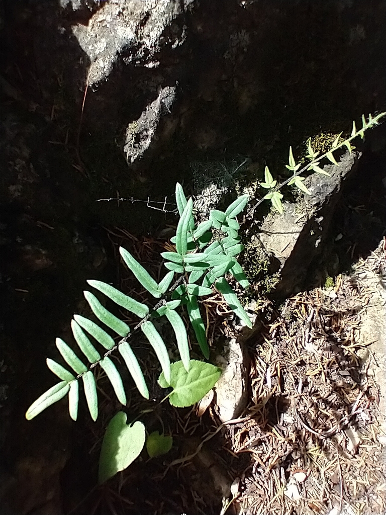 Pellaea mucronata — parent species of Pellaea mucronata var. mucronata