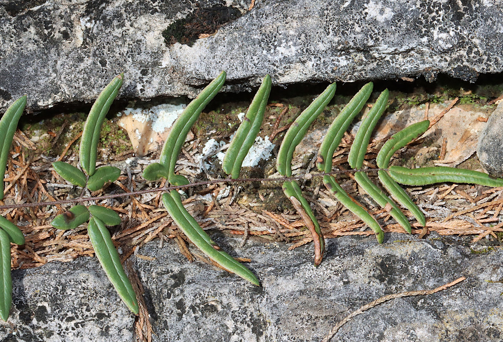 Pellaea sp. (Cliff-brake), native California perennial