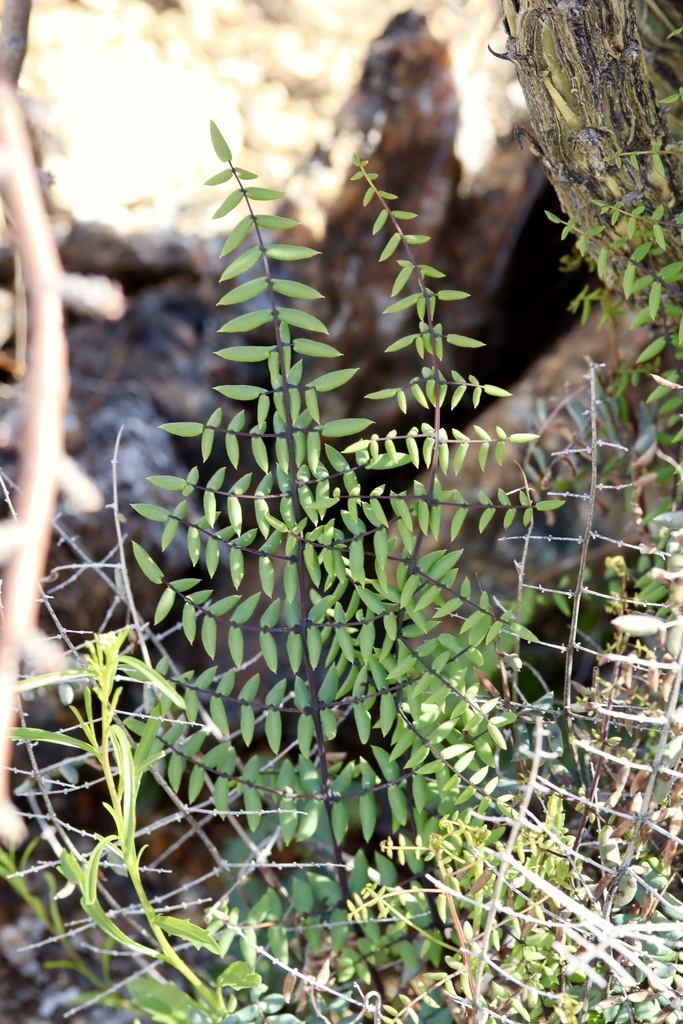 Pellaea truncata (Spiny cliff-brake), native California herb