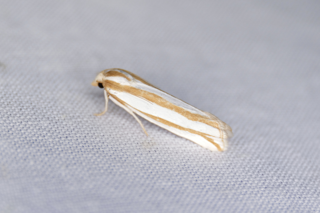 Pelochrista crambitana, California species