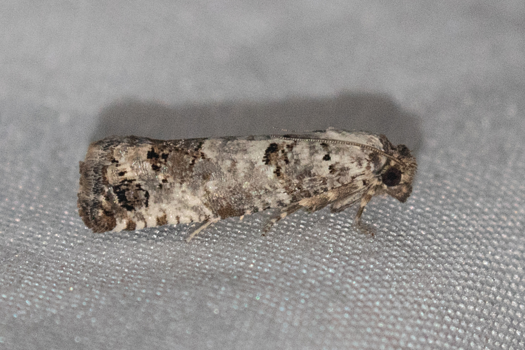 Pelochrista eburata, California species