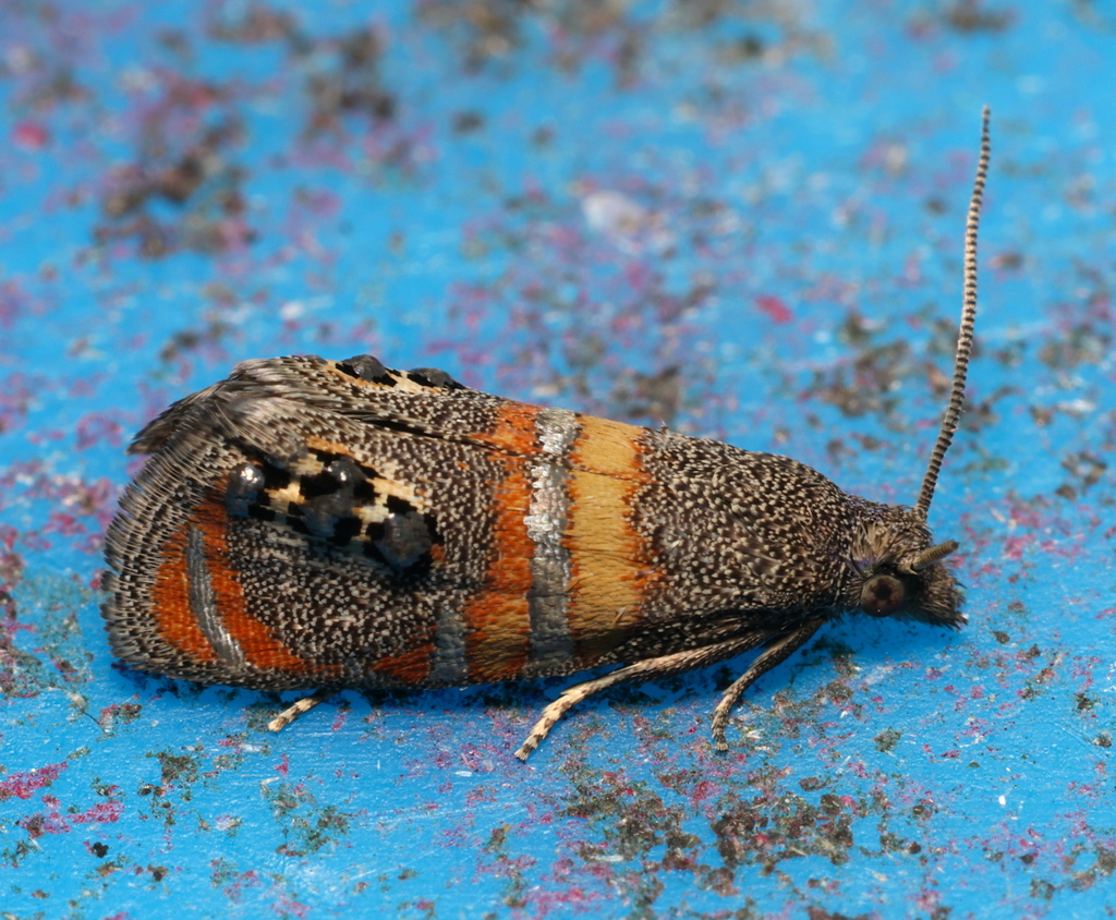 Pelochrista hennei (Henne's Eucosman Moth), California species