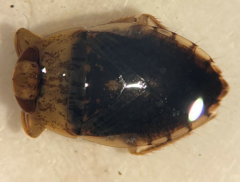 Pelocoris biimpressus (Amargosa Naucorid Bug), California species