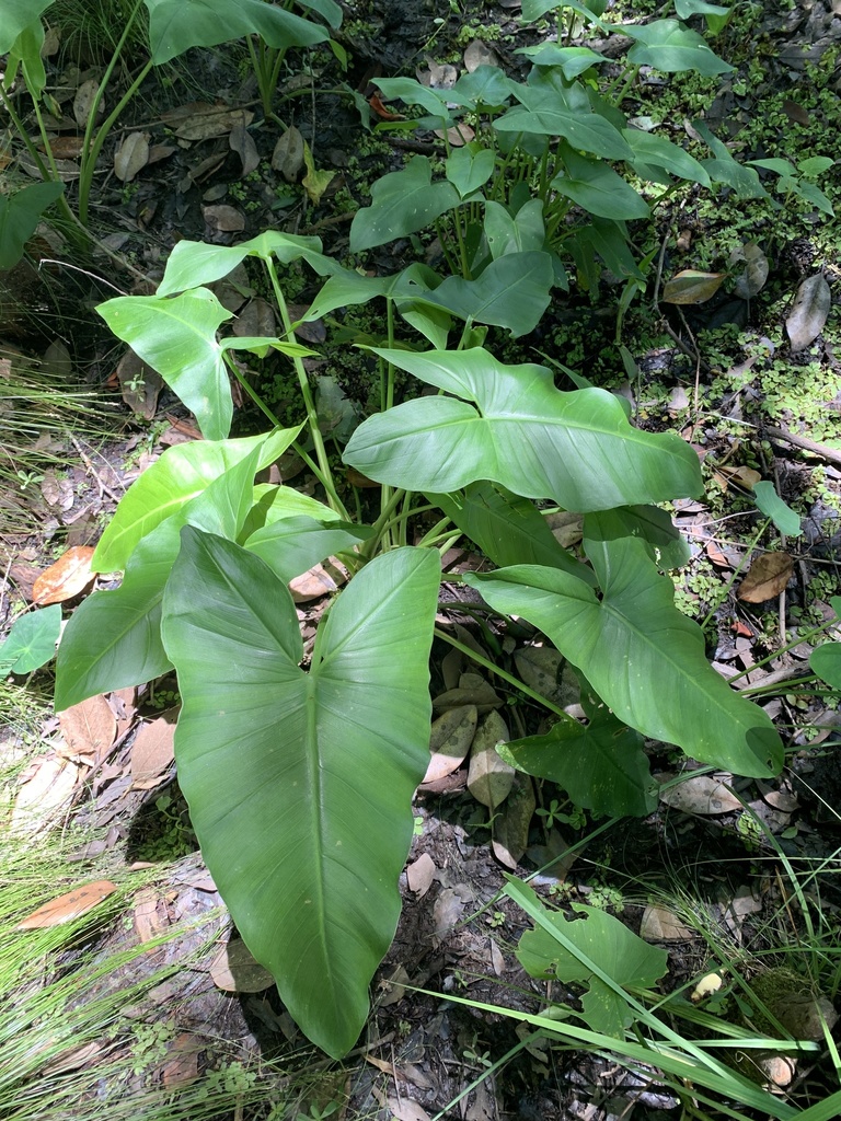 Peltandra virginica (Green arrow arum), non-native California herb