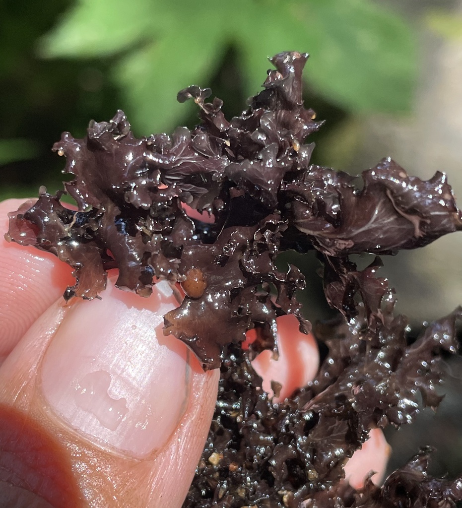 Peltigera gowardii (western waterfan lichen), California species