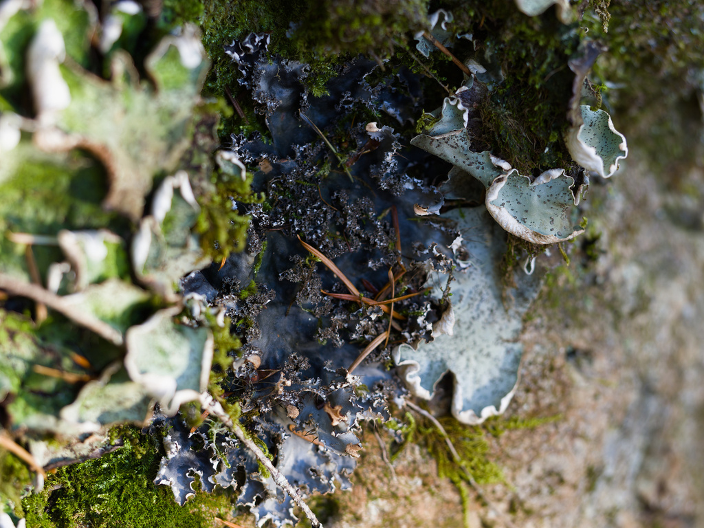 Peltigera pacifica (fringed pelt), California species
