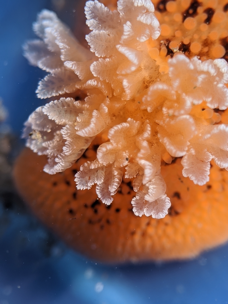 Peltodoris nobilis (Noble Dorid), California species