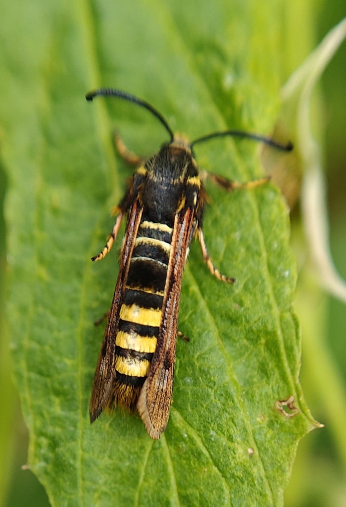 Pennisetia marginata (Raspberry Crown Borer Moth), California species