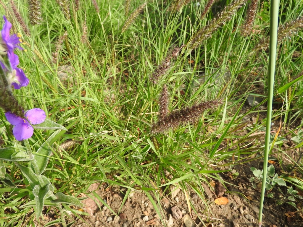 Pennisetum ciliare (Buffel grass), non-native California grass