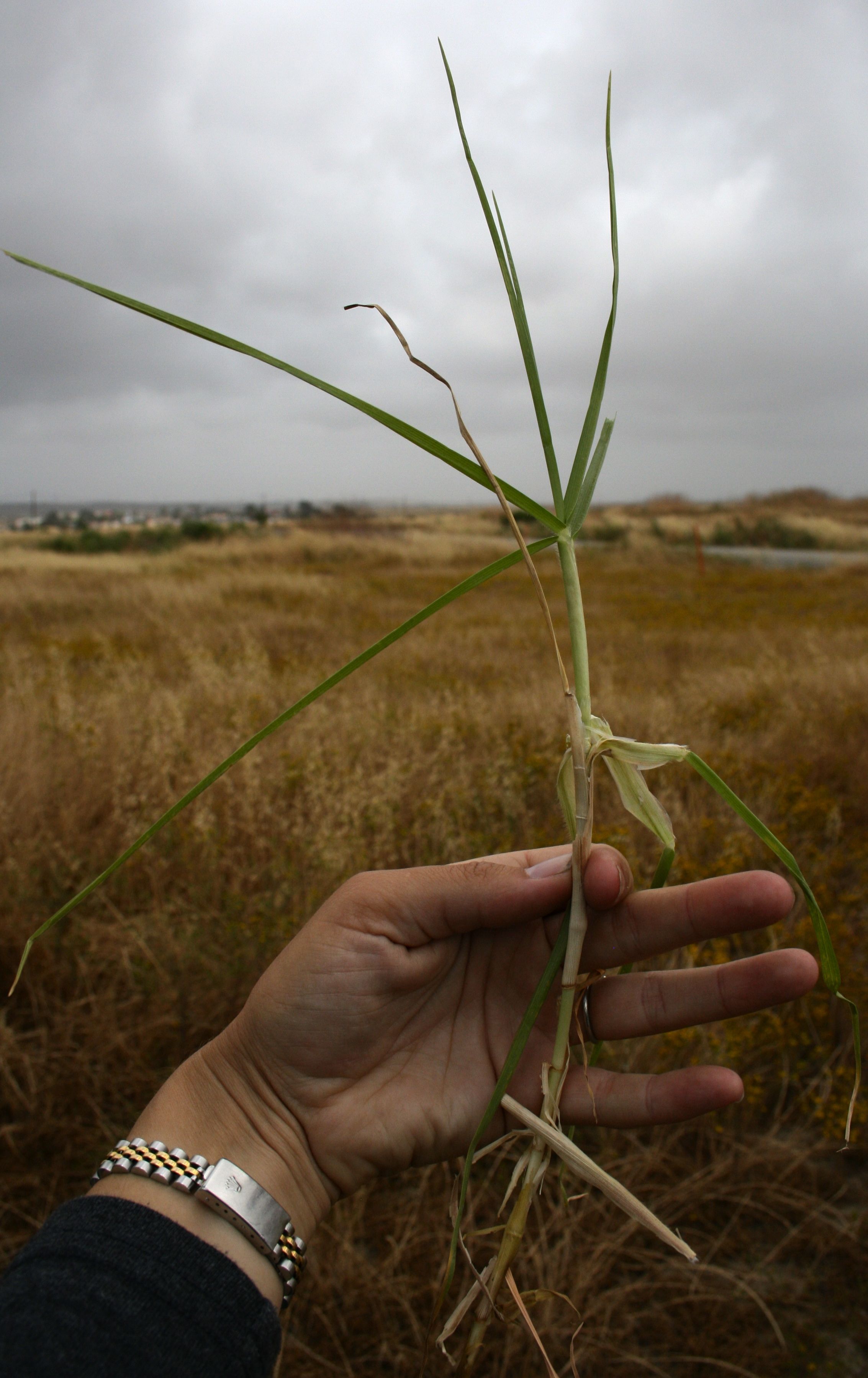 Pennisetum clandestinum (Kikuyu grass), non-native California grass