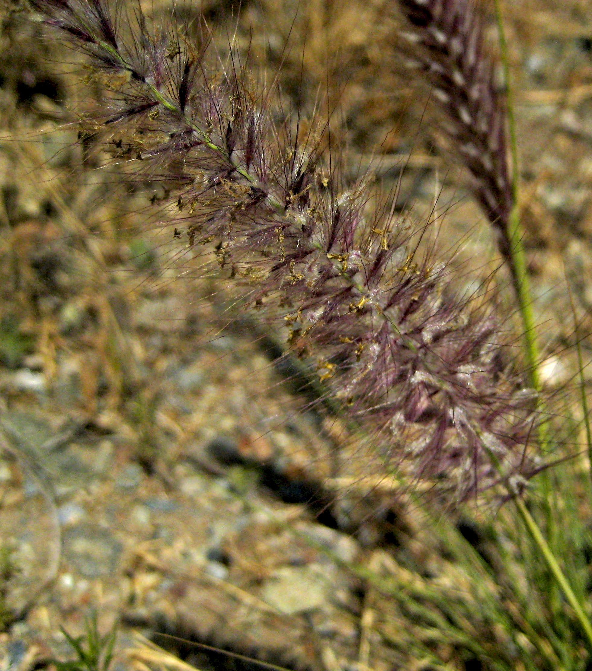 Pennisetum setaceum (Crimson fountain grass), non-native California grass