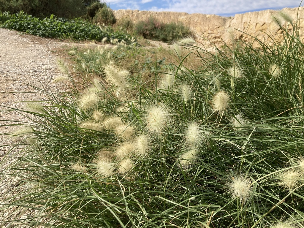 Pennisetum villosum (Feathertop), non-native California grass