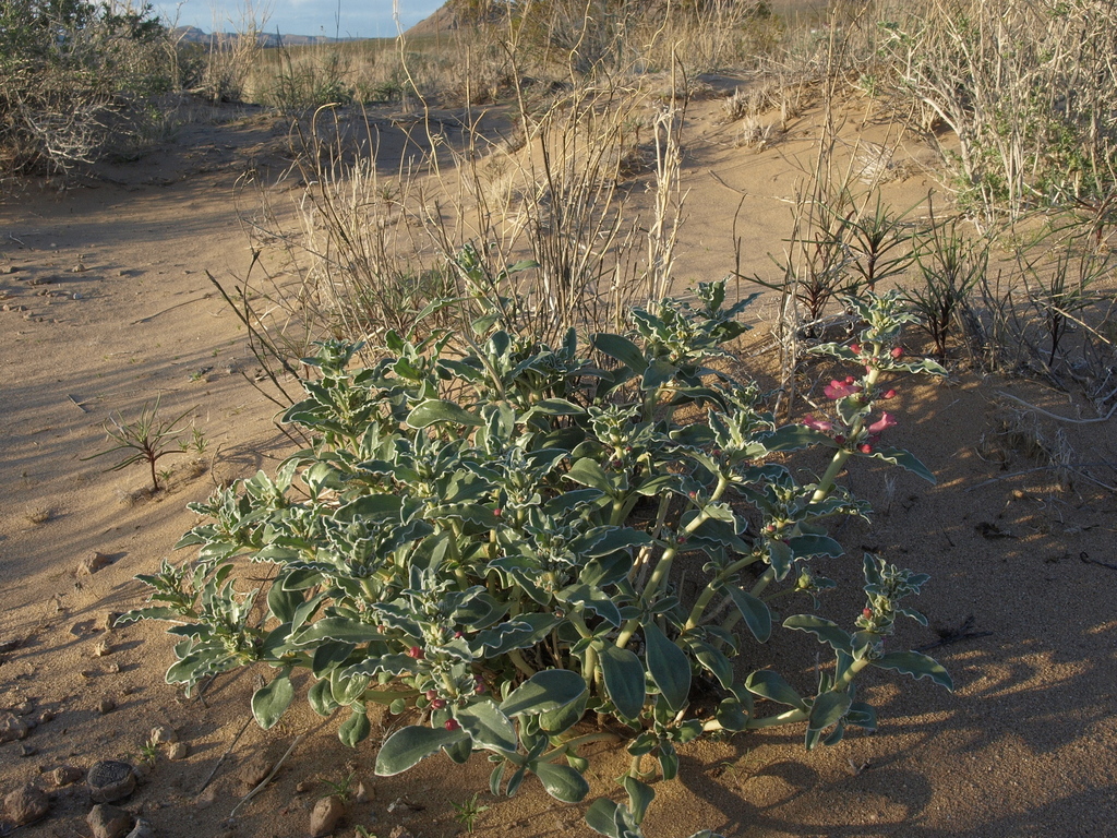 Penstemon albomarginatus (White-margined beardtongue), native California herb