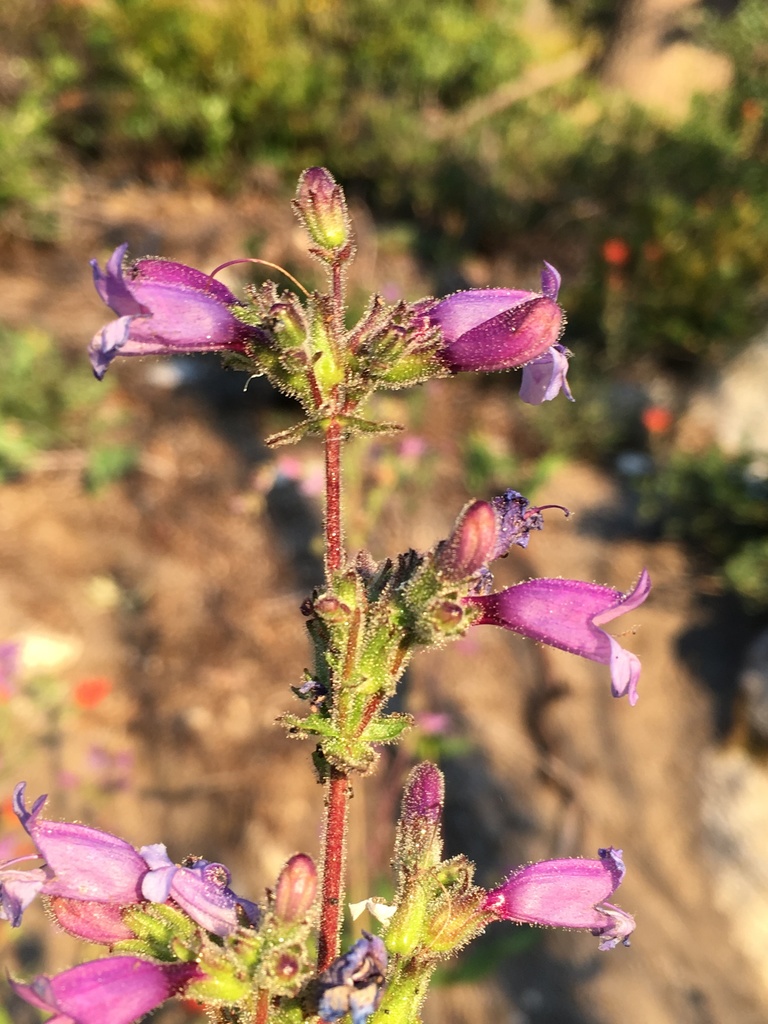 Penstemon anguineus (Siskiyou beardtongue), native California herb