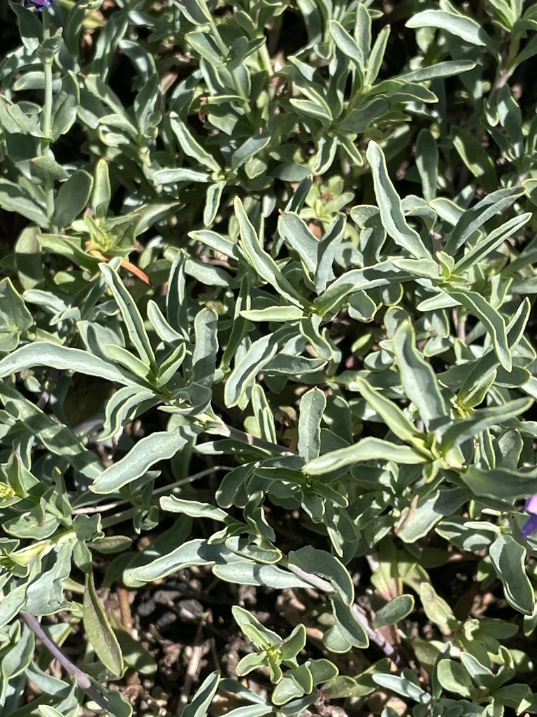 Penstemon azureus (Azure penstemon), native California subshrub