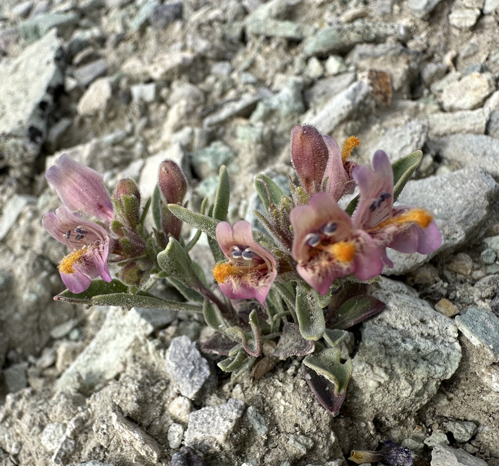Penstemon barnebyi (Barneby's beardtongue), native California herb