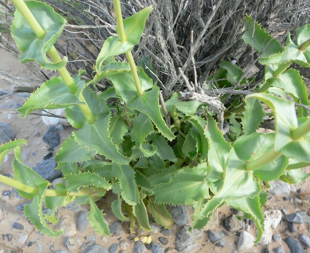 Penstemon bicolor (Pinto beardtongue), native California herb