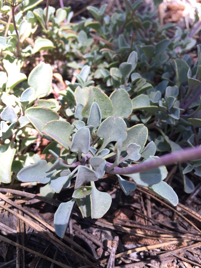 Penstemon caesius (San bernardino beardtongue), native California subshrub
