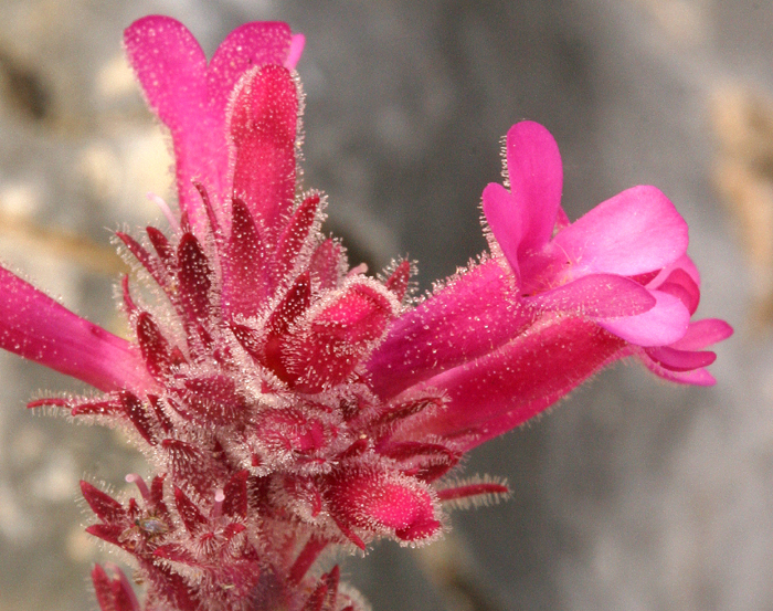 Penstemon calcareus (Limestone beardtongue), native California herb