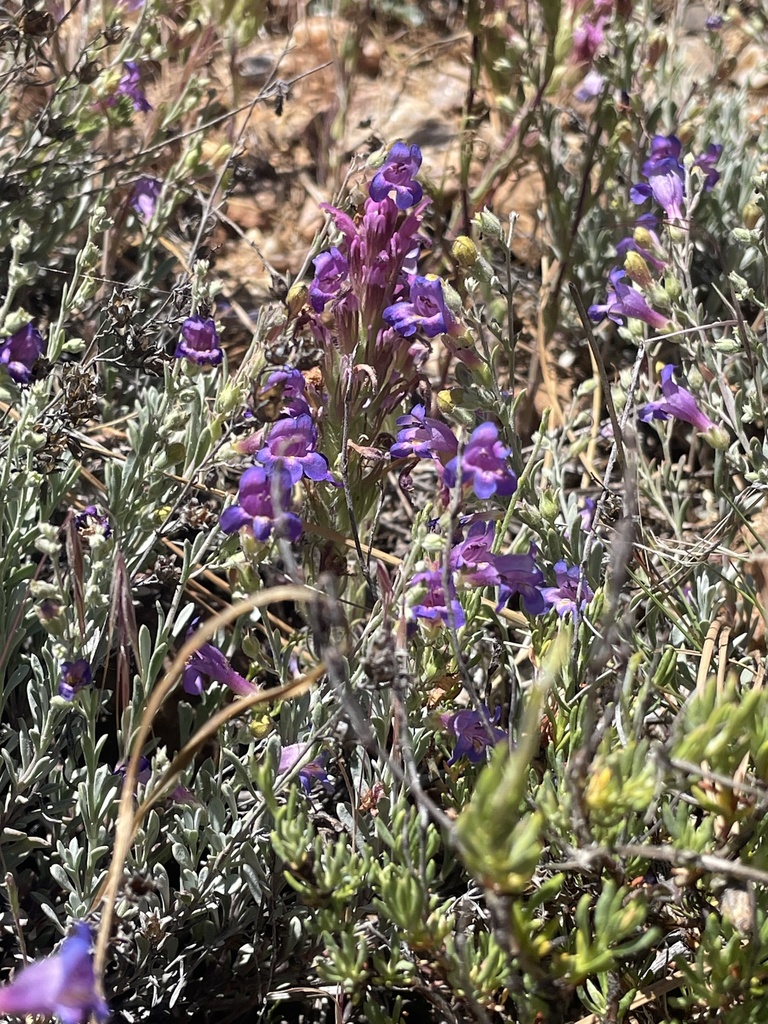 Penstemon californicus (California beardtongue), native California subshrub
