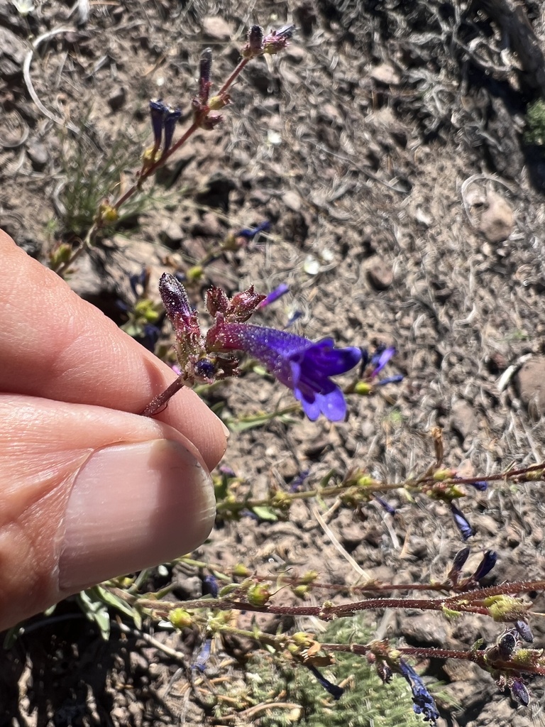 Penstemon cinereus (ashy-gray beardtongue), California species