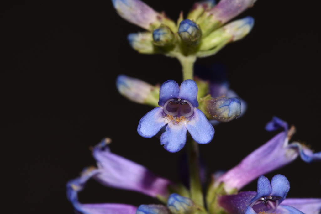 Penstemon cinicola (Ash beardtongue), native California subshrub
