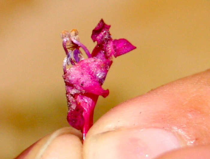 Penstemon clevelandii var. clevelandii (Cleveland's beardtongue), native California subshrub