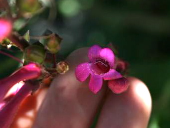 Penstemon clevelandii — parent species of Penstemon clevelandii var. connatus