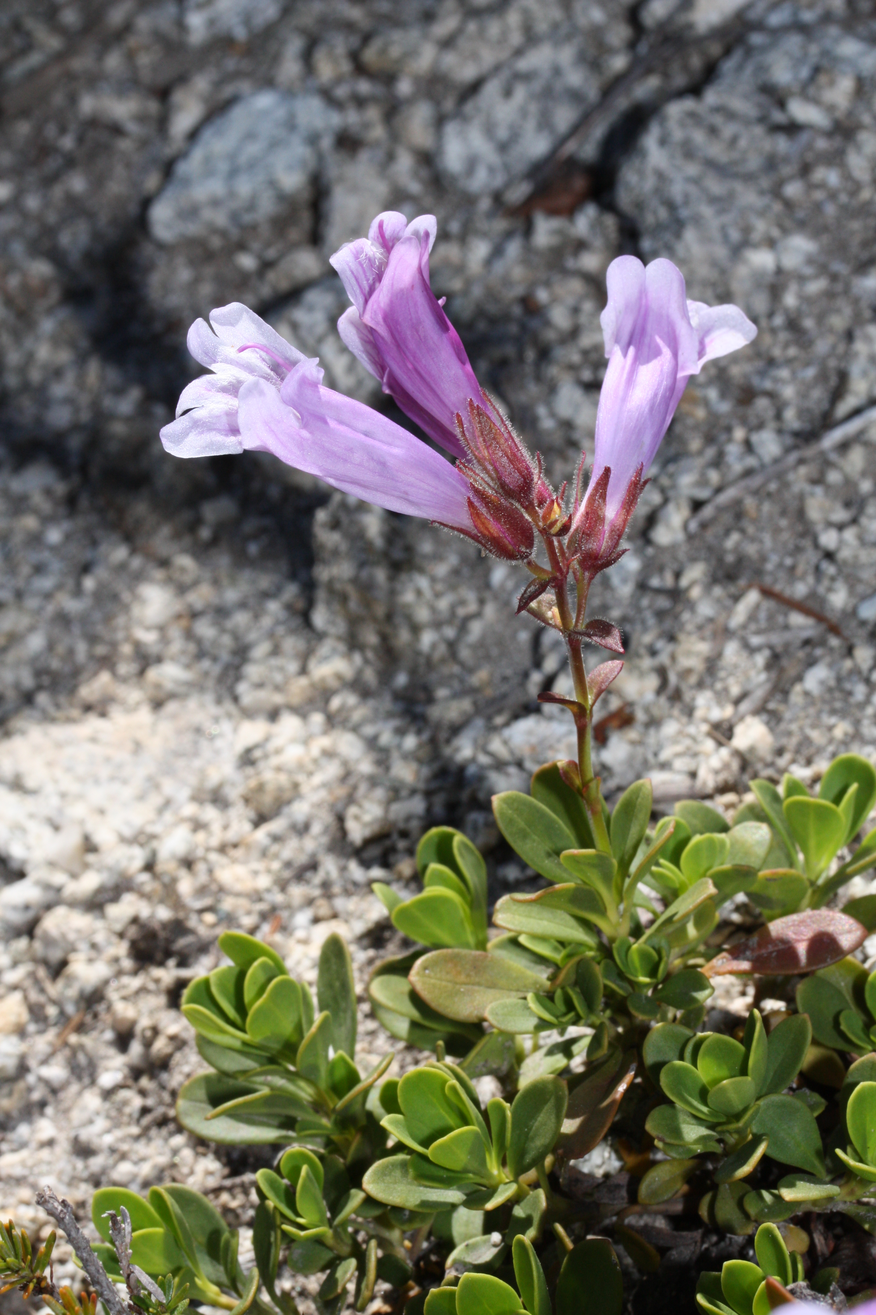 Penstemon davidsonii var. davidsonii (Davidson's beardtongue), native California subshrub