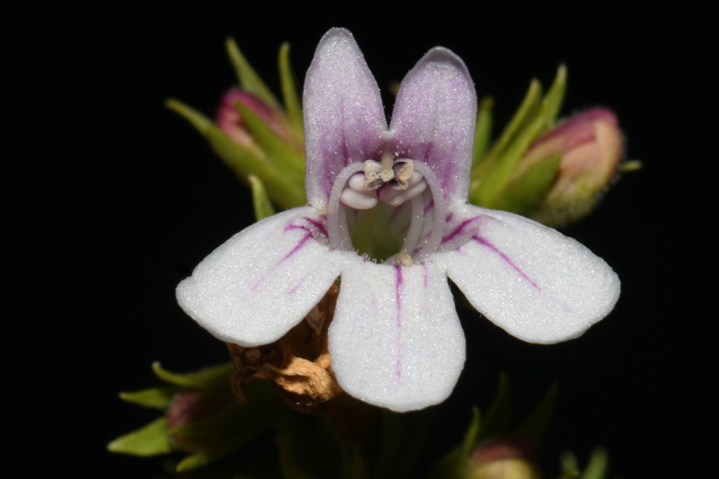 Penstemon deustus var. suffrutescens (Hot rock beardtongue), native California subshrub