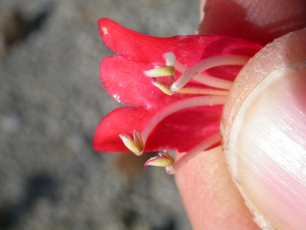 Penstemon eatonii (Eaton firecracker), native California herb
