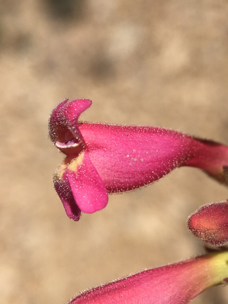 Penstemon floridus var. floridus (Panamint beardtongue), native California subshrub