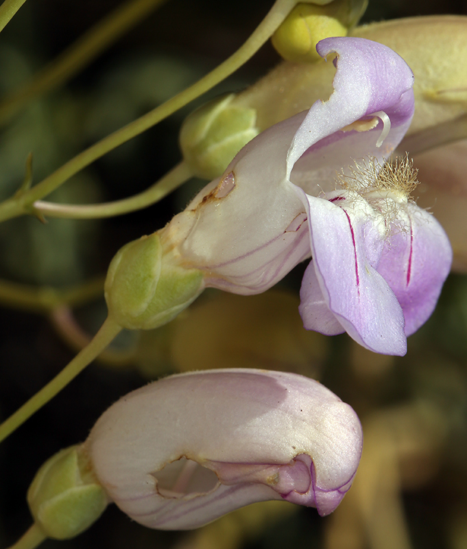 Penstemon fruticiformis (Death valley beardtongue), native California shrub