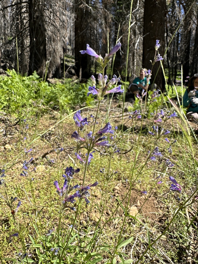 Penstemon gracilentus (Slender beardtongue), native California subshrub