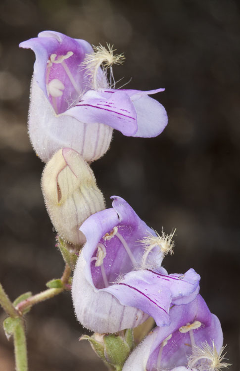 Penstemon grinnellii var. scrophularioides (Grinnell's beardtongue), native California subshrub