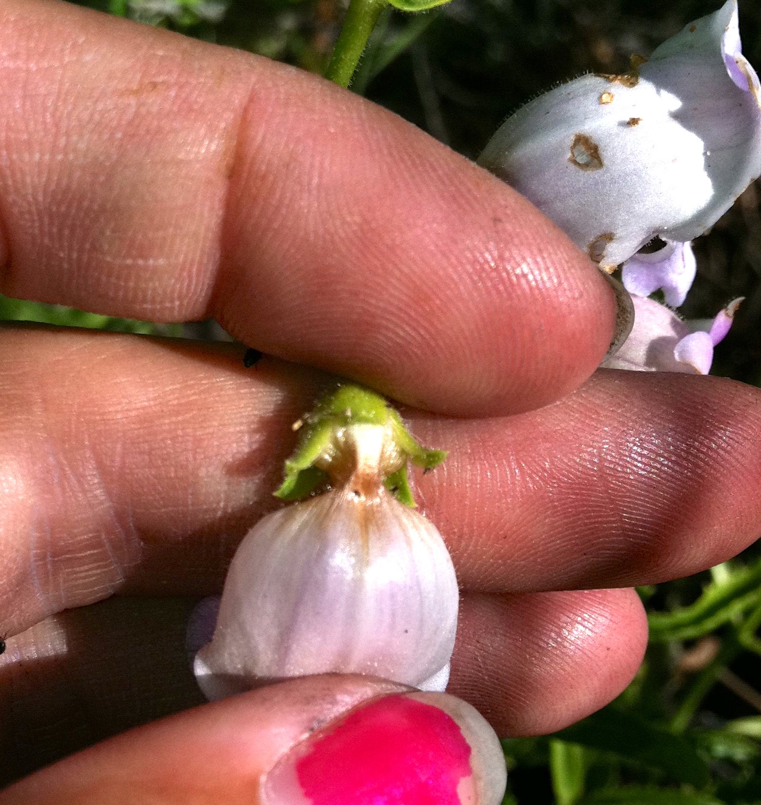 Penstemon grinnellii (Grinnell's beardtongue), native California subshrub