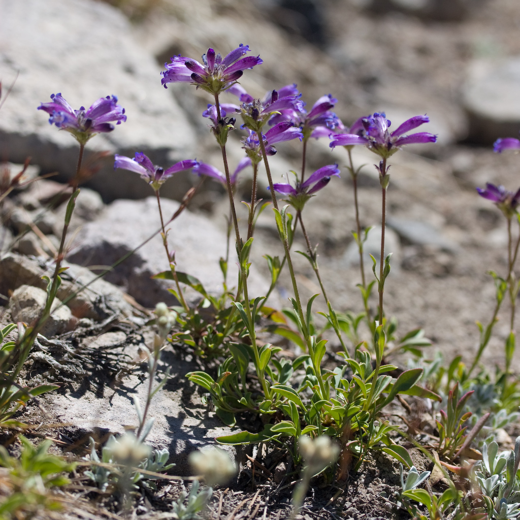 Penstemon heterodoxus var. shastensis (Shasta beardtongue), native California herb