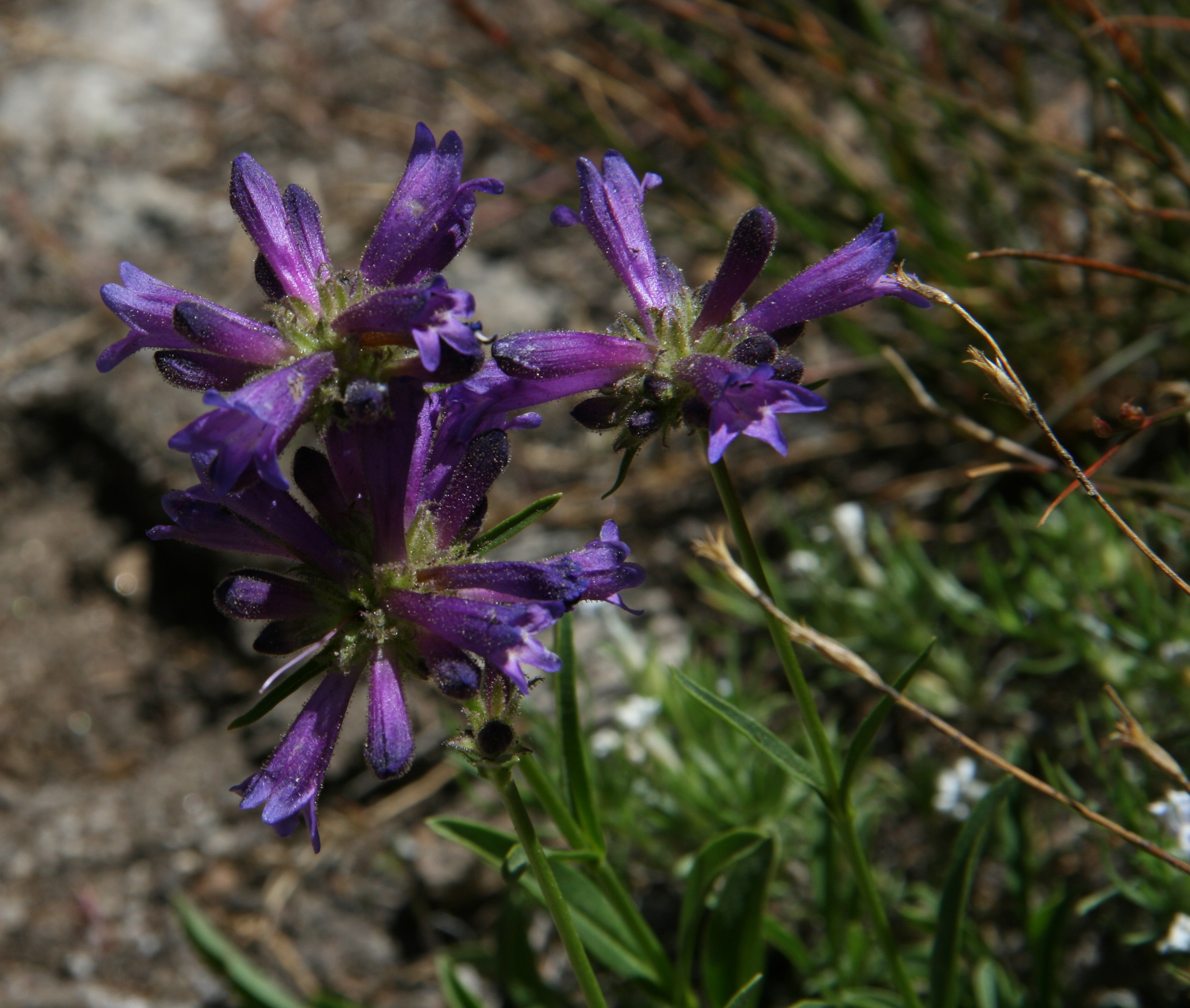 Penstemon heterodoxus (Sierra beardtongue), native California subshrub