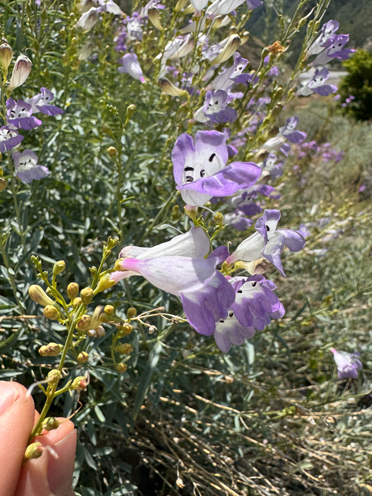 Penstemon heterophyllus — parent species of Penstemon heterophyllus var. purdyi