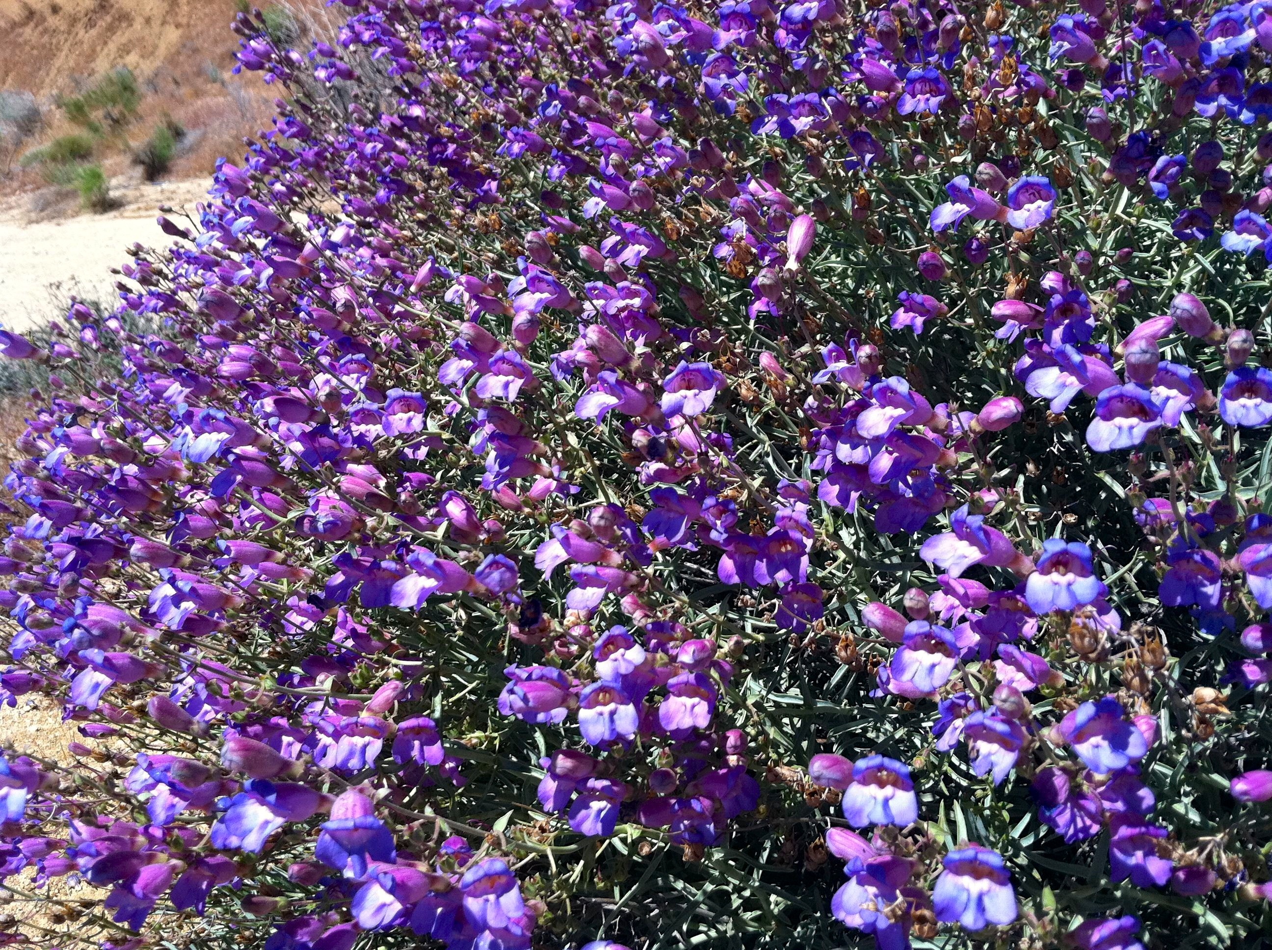 Penstemon incertus (Mojave beardtongue), native California shrub