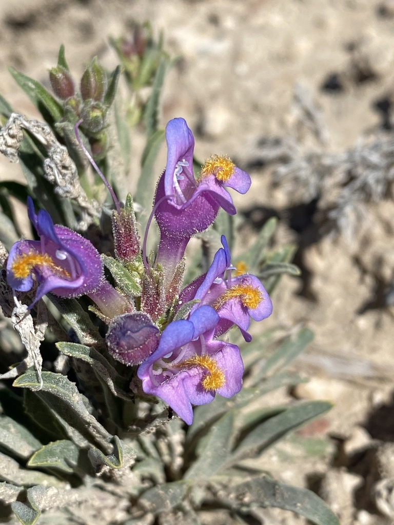 Penstemon janishiae (Janish's beardtongue), native California subshrub