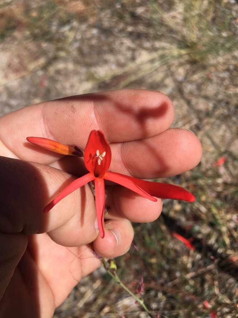 Penstemon labrosus (San gabriel beardtongue), native California herb