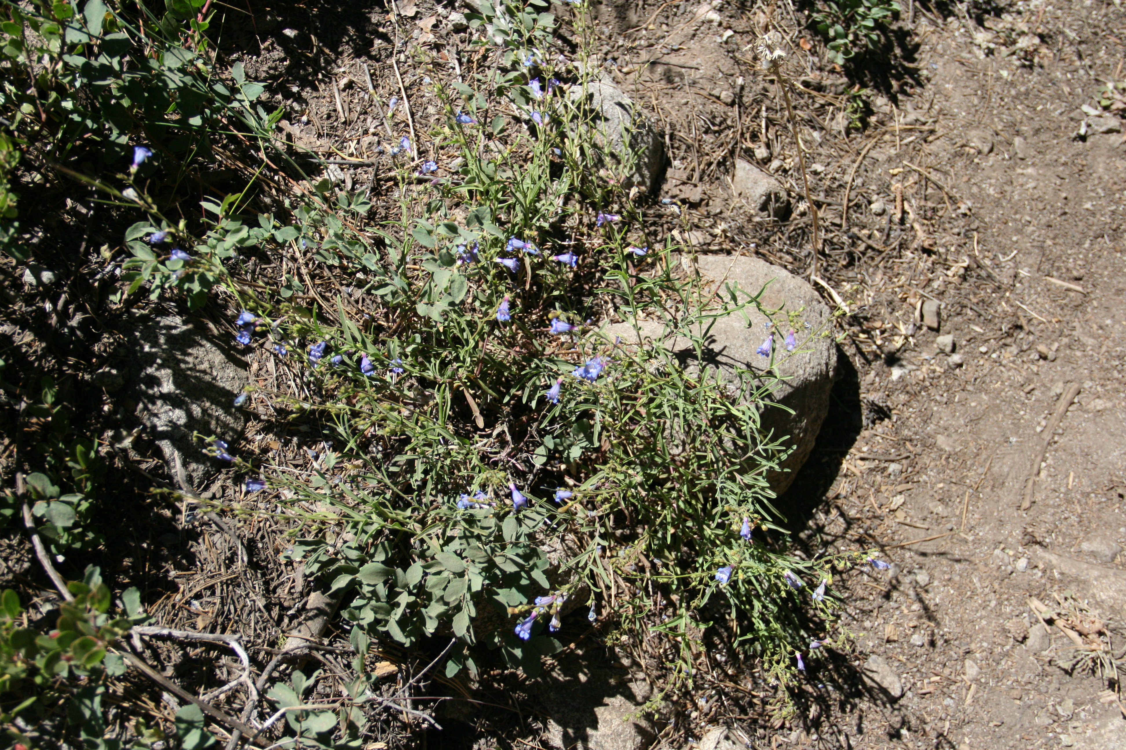 Penstemon laetus var. laetus (Mountain blue penstemon), native California subshrub