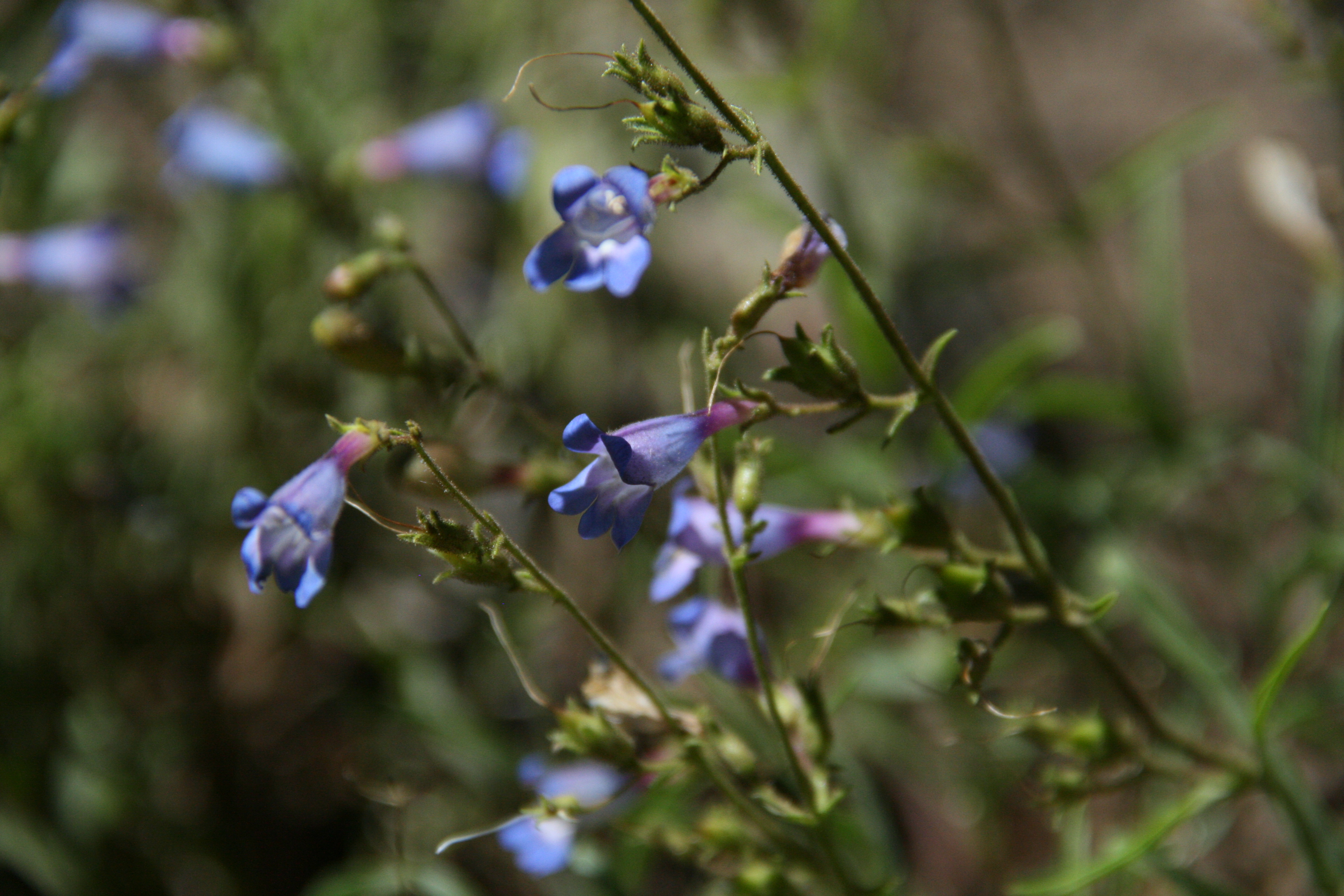 Penstemon laetus (Gay penstemon), native California subshrub