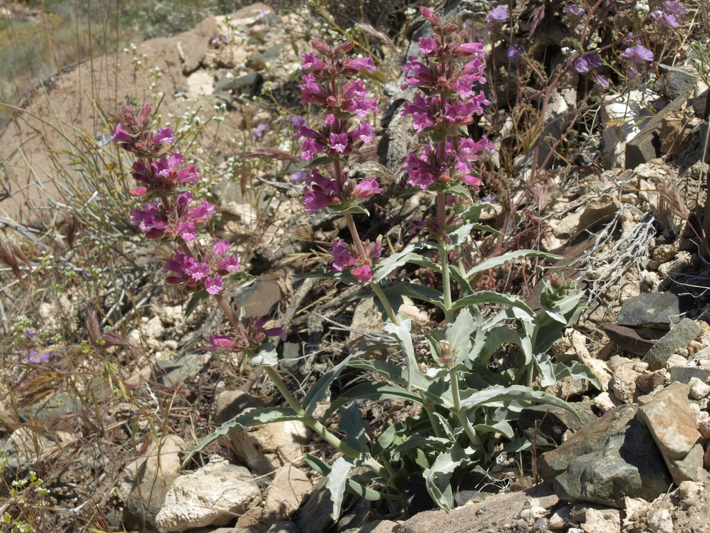 Penstemon monoensis (Mono penstemon), native California herb