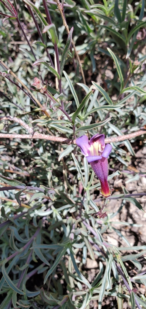 Penstemon neotericus (Plumas county beardtongue), native California subshrub